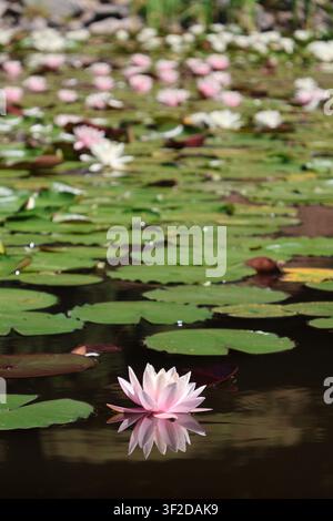 Weiche rosa Seerosen blühen auf einem Teich bei hellem Sonnenlicht Stockfoto