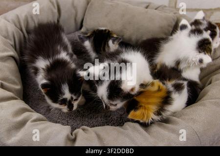 Kleine Kätzchen, die in einem Katzenbett sitzen Stockfoto