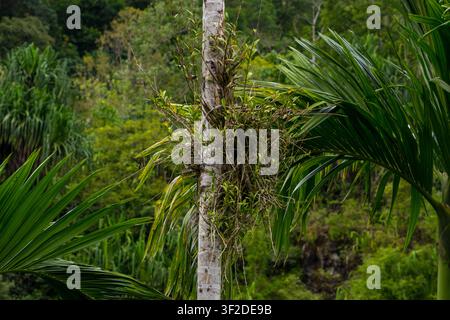 Hohe wilde Palme mit einem Büschel getrockneter Blätter und grünen Wedeln im tropischen Wald Stockfoto