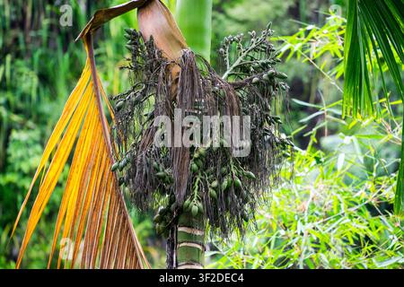 Hohe wilde Palme mit einem Büschel getrockneter Blätter und grünen Wedeln im tropischen Wald Stockfoto