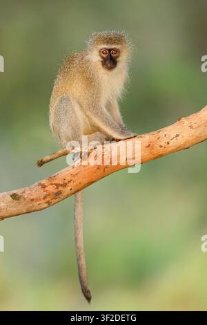 Ein kleiner Eisenkraut (Cercopithecus aethiops), der in einem Baum sitzt, Südafrika Stockfoto