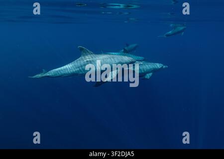 Spinnerdelfin, Stenella longirostris, Delfine, Delfinschwarm, Mayotte, Lagune von Mayotte, Indischer Ozean, Meeressäugetiere, Unterwasser-Wildtiere Stockfoto