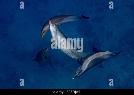 Spinnerdelfin, Stenella longirostris, Delfine, Delfinschwarm, Mayotte, Lagune von Mayotte, Indischer Ozean, Meeressäugetiere, Unterwasser-Wildtiere Stockfoto