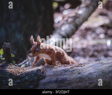 Rotwiesel auf gefallenem Waldbaumstamm im Pow Hill Country Park County Durham in sanftem natürlichem Waldblick Stockfoto