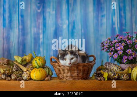 Hauskatze in einem Korb, umgeben von Kürbissen, Blumen und Herbstgemüse auf einem Holztisch. Katze liegt in einem Weidenkorb mit saisonalen Kürbis und violetten Farben Stockfoto