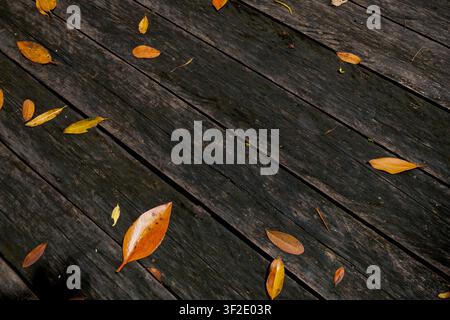 Hintergrund des bunten gefallenen Laubs auf einem verwitterten Boden Stockfoto