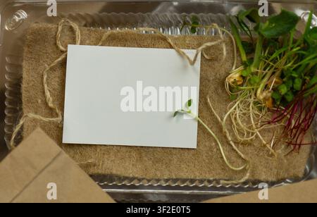 Mikrogemüse-Anbauset mit gesprossenem Tablett, Saubags und Kraftbox. Plastiktabletts mit üppigen, aktiv wachsenden Sprossen von Weizen, Kresse und anderen Sorten Stockfoto