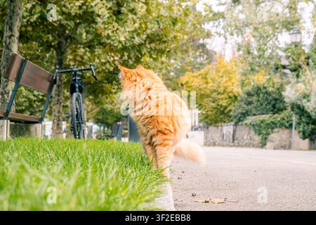 Flauschige Ingwerkatze sitzt auf einem gepflasterten Parkweg neben grünem Gras, mit einer Bank und einem geparkten Fahrrad im Hintergrund. Weiches Herbstlicht und Bäume schaffen Stockfoto