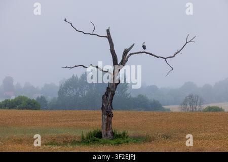 Blick auf einen einsamen toten Baum, der in einem goldenen Feld steht, mit einem Storch, der auf einem Ast unter einem nebligen Himmel in Aukstadvaris, Litauen, sitzt. Stockfoto
