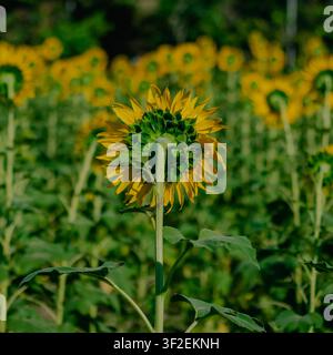 Ansicht einer Sonnenblume von hinten mit ihren grünen Blütenblättern und Stängel in einem lebendigen Feld in Feni, Chittagong-Division, Bangladesch. Stockfoto