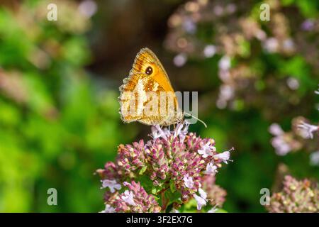 Gatekeeper-Schmetterling oder Heckenbraun, gekennzeichnet durch seine satten Orangetupfen und einen großen Augenfleck auf dem Vorderflügel. Er ernährt sich von wildem Majoran Stockfoto