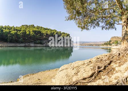 Blick auf das türkisfarbene Wasser des Stausees El Chorro, eingerahmt von einem großen Baum mit freiliegenden Wurzeln an der felsigen Uferlinie und kiefernbewachsenen Hügeln in El Stockfoto