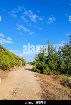 Ein ruhiger Feldweg, der sich durch sonnige Hügel schlängelt, die mit grünen Kiefern bedeckt sind, unter einem lebendigen blauen Himmel mit leichten Wolken. Sommerlandschaft in der co Stockfoto