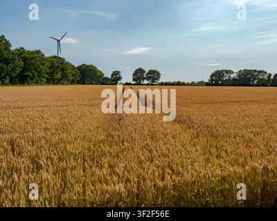Goldenes Weizenfeld mit Traktorspuren und einer Windkraftanlage unter einem blauen Himmel im Sommer Stockfoto