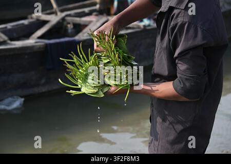 Gaibandha District, Rangpur Division, Bangladesch – 15. Februar 2026: Blick auf eine Person, die ein Bündel frischer Betelblätter in der Nähe eines Bootes auf dem Fluss hält Stockfoto