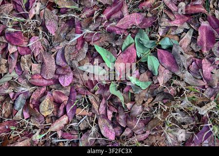 Abstrakter Hintergrund mit gefallenen Blättern Stockfoto