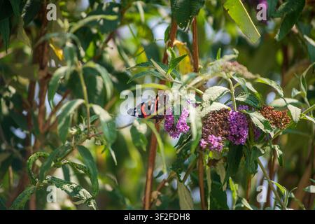 Ein lebhafter Admiralfalter mit schwarzen, roten und weißen Markierungen füttert sich zart an den violetten Blüten eines Schmetterlingsbusches (Buddleja davidii) Stockfoto
