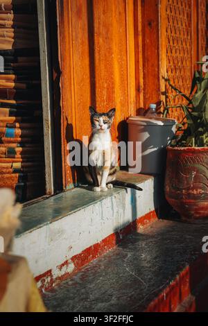 Fes, Fez-Meknes, Marokko - 11. November 2025: Blick auf eine Kaliko-Katze, die auf einer Stufe vor einer traditionellen Holztür in der historischen Medina sitzt, Bad Stockfoto