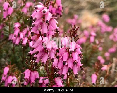 Zarte Nahaufnahme von rosa Heideblüten in der Schweizer Natur Stockfoto