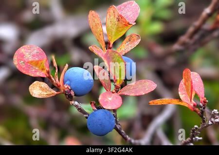Nahaufnahme von Wilden Blaubeeren mit roten Herbstblättern in den Schweizer Alpen Stockfoto