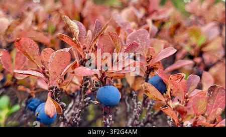 Nahaufnahme von Wilden Blaubeeren mit roten Herbstblättern in den Schweizer Alpen Stockfoto