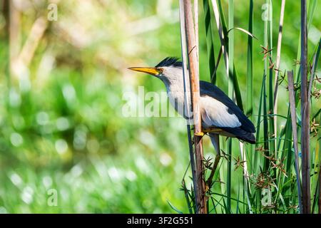 Kleiner Reiher (Ixobrychus minutus) sitzt zwischen Schilfen im Naturschutzgebiet Charca de Suárez, Spanien Stockfoto