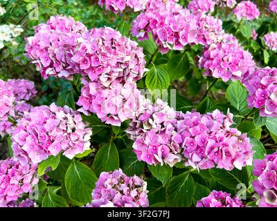Rosa Hortensienpflanze in Blüte in einem Garten Stockfoto
