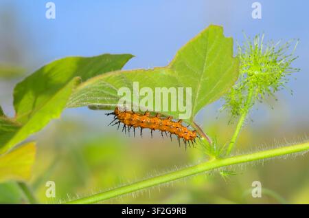 Raupe der Golf-Schmetterling oder Passionsblume (Dione [Agraulis] vanilla) an einer scharlachroten Passionsblumenranke, Galveston, Texas, USA Stockfoto