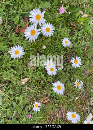 Büschel weißer Gänseblümchen mit gelben Mittelpunkten, die zwischen grünem Gras und Klee wachsen, mit verstreuten rosa Klee-Blüten, die einen natürlichen Boden bilden Stockfoto