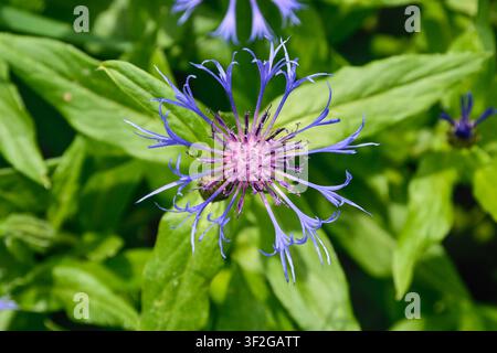 Eine blaue Blume einer Centaurea montana (auch bekannt als Bergkornblume, Jungfer im Grünen, Bergschwefelblume), der mehrjährigen Kornblume, mit Laub. Stockfoto