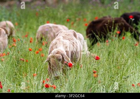Merinoschafe, die auf einem Feld voller roter Mohnblumen grasen.in der östlichen spanischen Landschaft Stockfoto