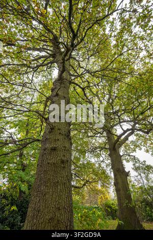 Blick nach oben in das Kronendach ausgereifter Eichen mit gewundenen Ästen in einem Wald in Bristol, UK Stockfoto