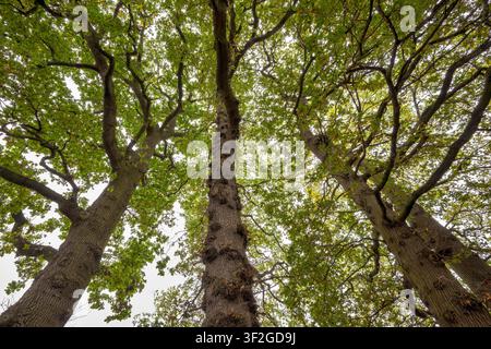 Blick nach oben in das Kronendach ausgereifter Eichen mit gewundenen Ästen in einem Wald in Bristol, UK Stockfoto
