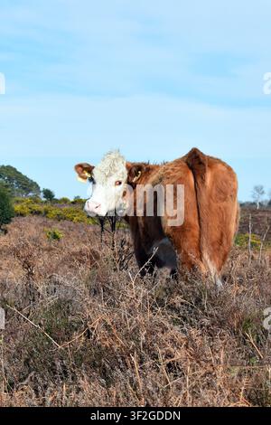 Hereford-Kuh, die auf dem New-Forest-Heidegebiet in Hampshire, England, grast Stockfoto