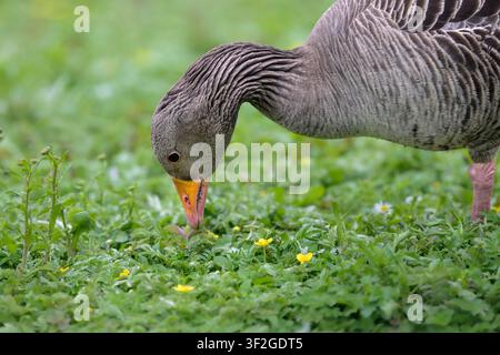 Graugans, die sich in einem Frühlingswiese mit Butterblumen und Gras füttert, mit geringer Schärfentiefe und natürlichem grünem Hintergrund, UK Stockfoto