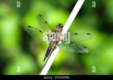 Vierfleckiger Smaragdlibellen (Libellula quadrimaculata) auf einem trockenen Schilfstängel mit weichem verschwommenem grünem Hintergrund, Makroaufnahme Stockfoto