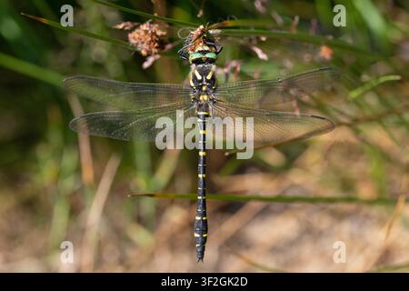 Männliche Goldringlibelle (Cordulegaster boltonii) ruht auf einem Schilfrohr, Yorkshire, England. Stockfoto