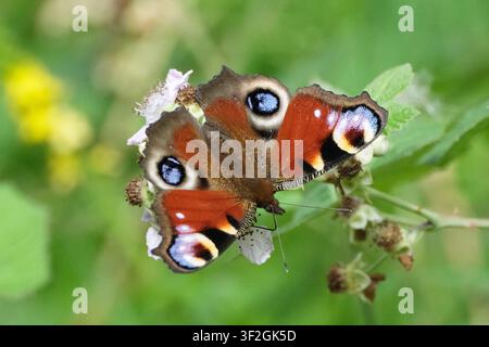 Schöner europäischer Pfauenfalter, Aglais io, sitzt auf weißen Wildblumen in einem sonnigen Sommergarten. Nahaufnahme-Makroaufnahme Stockfoto