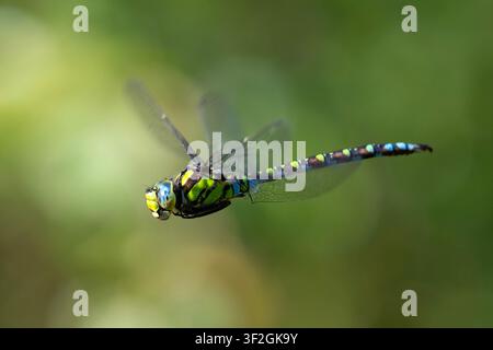 Männliche Südliche Heuschreckenlibelle (Aeshna cyanea) im Flug in Yorkshire, UK. Stockfoto