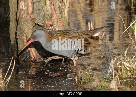 Wasserralle (Rallus aquaticus) auf der Suche nach Nahrung in einem Feuchtgebietssumpf, schwer zu erfassender Watvogel in seinem natürlichen Lebensraum Stockfoto