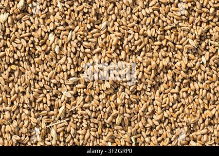 Eine horizontale Nahaufnahme von oben, die eine detaillierte Makrotextur von rohen goldenen Weizenkörnern einfängt. Stockfoto