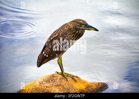 Brauner Reiher besucht einen Teich auf Maui zum Angeln. Stockfoto