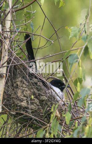 Elster, Pica pica, Vögel, Zucht, Brut, Rabenvogel-Familie, große Größe, Porträtformat, Nest, Sperlinge, Rabenvögel, Singvögel, Vögel Stockfoto
