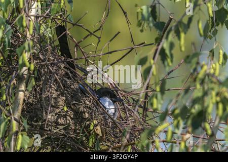 Elster, Pica pica, Vögel, Brut, Nest, Sperlingsvögel, Rabenvögel, Singvögel, Vögel Stockfoto