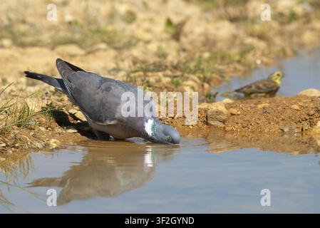 Columba Palumbus, Emberiza Citrinella, Goldammer, Ringeltaube, Waldtaube, Goldammer, Bad, Vogelbad, Vögel, Columbidae, Tauben, Spiegel, Sperlingsvögel Stockfoto