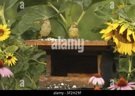 Grünflügelige Dickkopffalter (Chloris chloris) an der Sommerfütterstation im Garten, zwischen blühenden Sonnenblumen (Helianthus annuus) und purpurfarbenen Kegelblumen Stockfoto