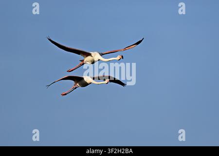Zwei Rosafalken (Phoenicopterus roseus) im Flug, Regionaler Naturpark Camargue, Südfrankreich, Frankreich Stockfoto