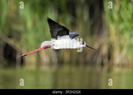 Schwarzflügeliger Schwarzflügeliger Storch (Himantopus himantopus), im Flug, Camargue, Südfrankreich, Frankreich Stockfoto