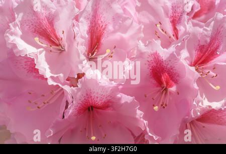Hintergrund mit blühenden rosa Rhododendronblüten Stockfoto