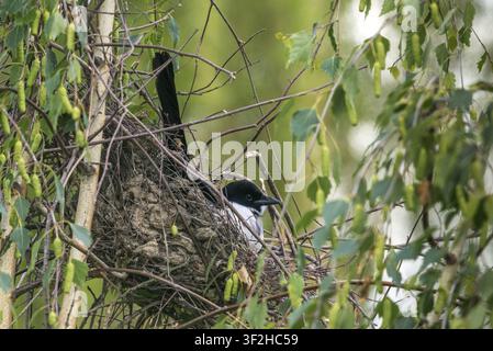 Elster, Pica pica, Vögel, Brut, Nest, Sperlingsvögel, Rabenvögel, Singvögel, Vögel Stockfoto